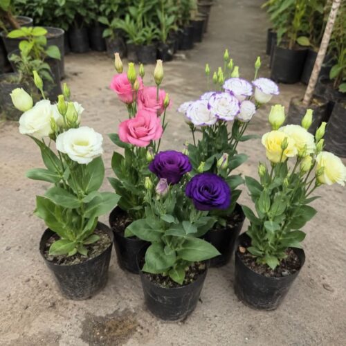 Lisianthus (Pack of 5)