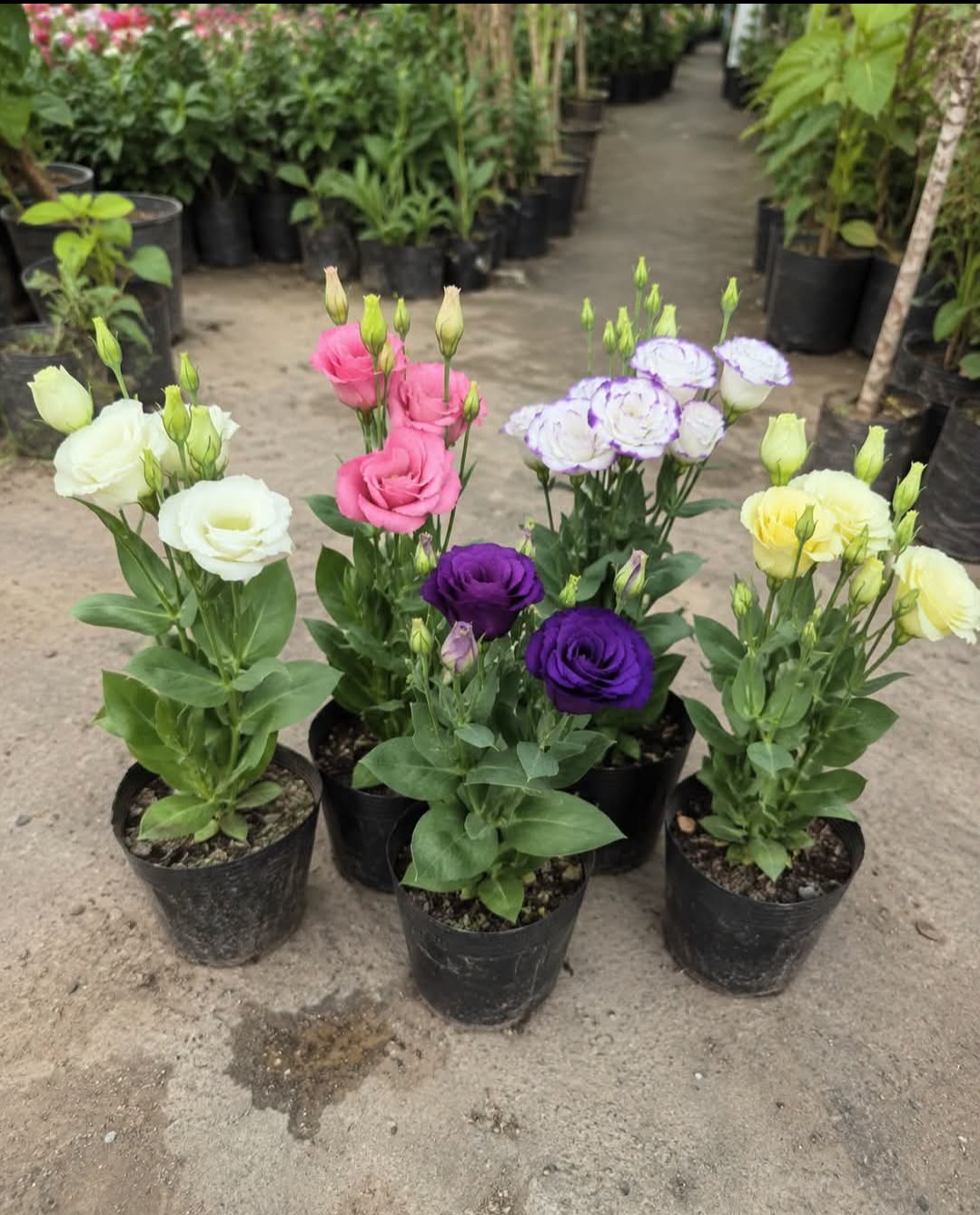 Lisianthus (Pack of 5)