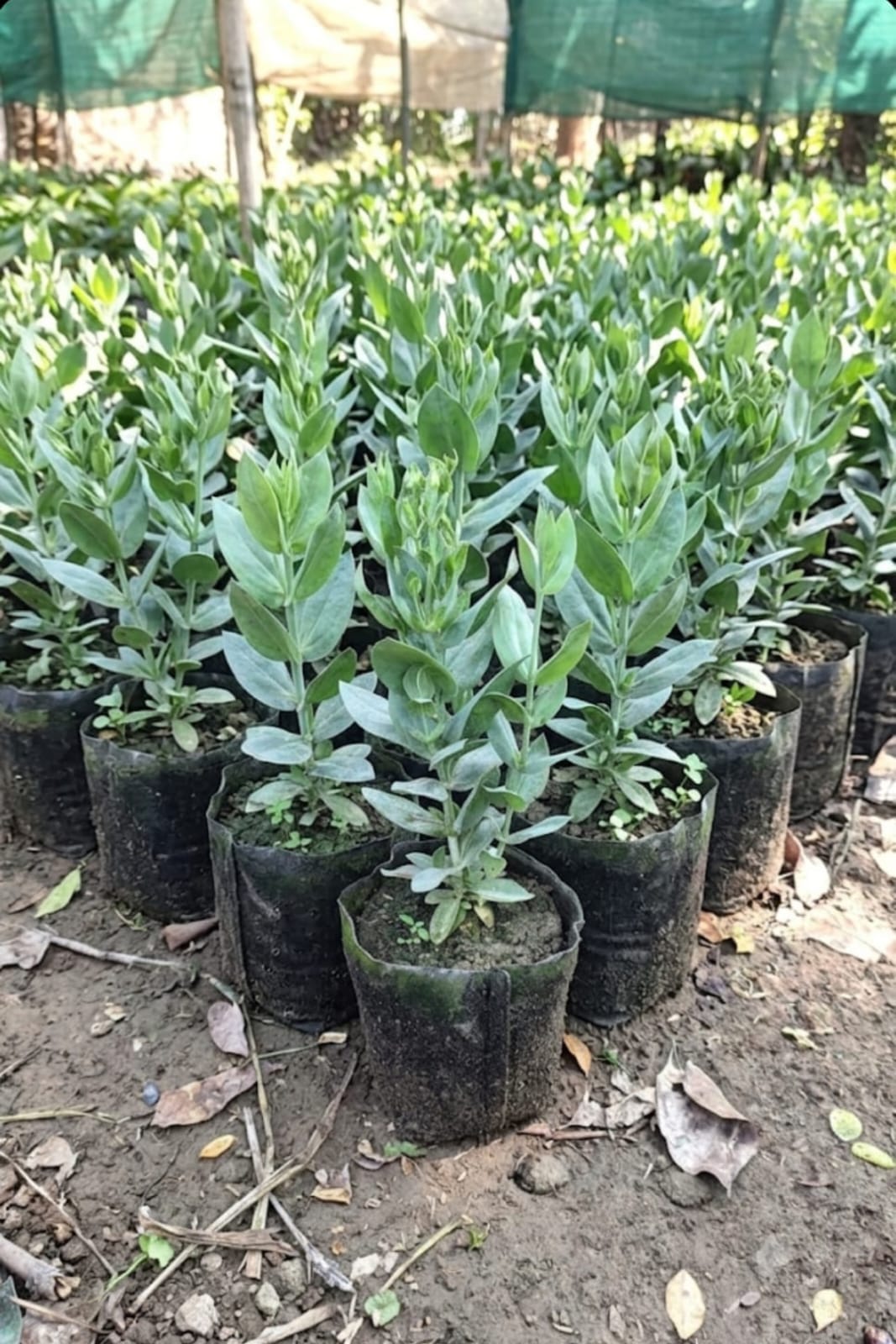 Lisianthus (Pack of 5)