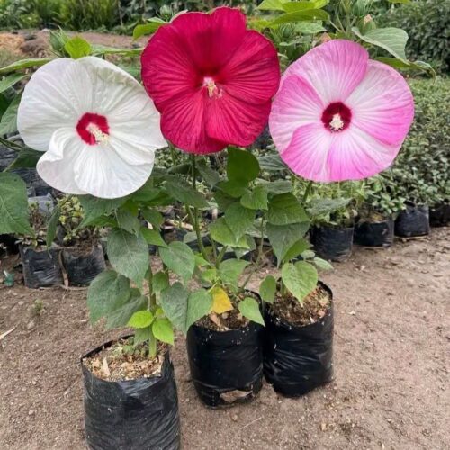 Luna Hibiscus (Pack of 3)