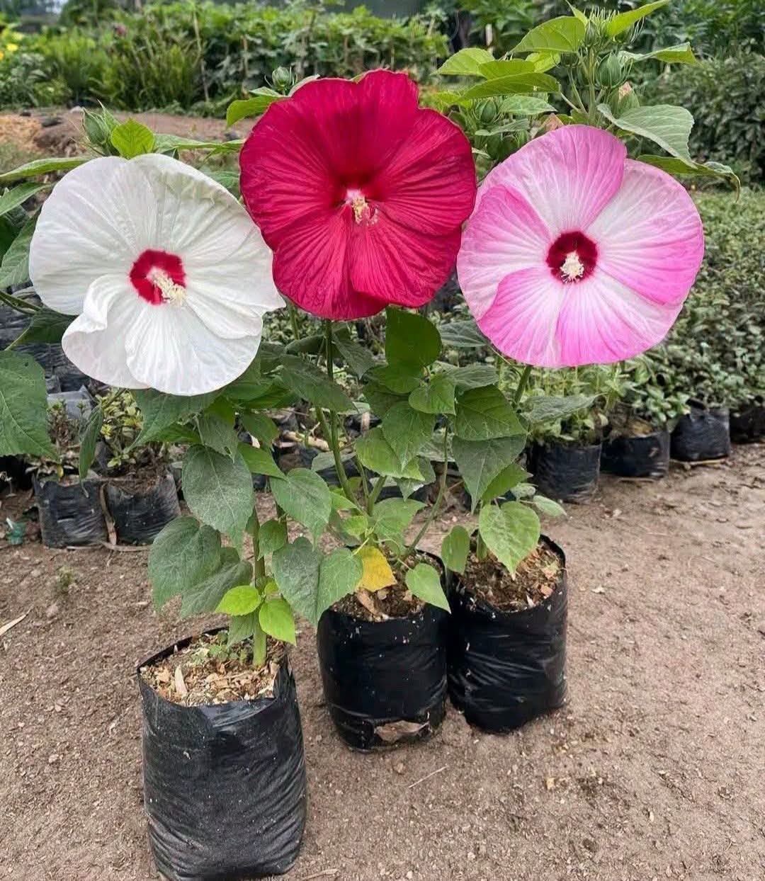 Luna Hibiscus (Pack of 3)