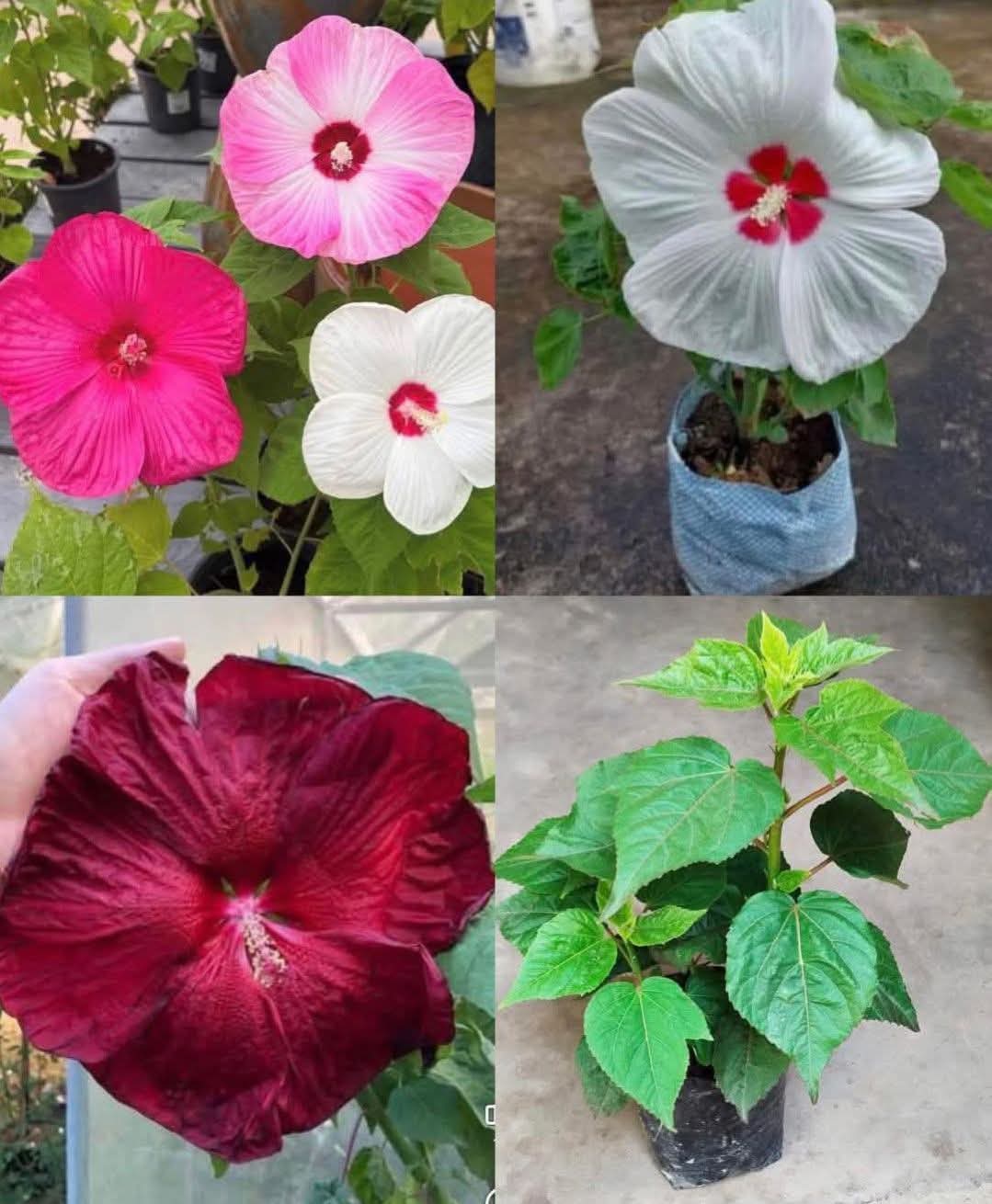 Luna Hibiscus (Pack of 3)