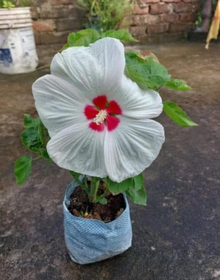Luna Hibiscus (Pack of 3)