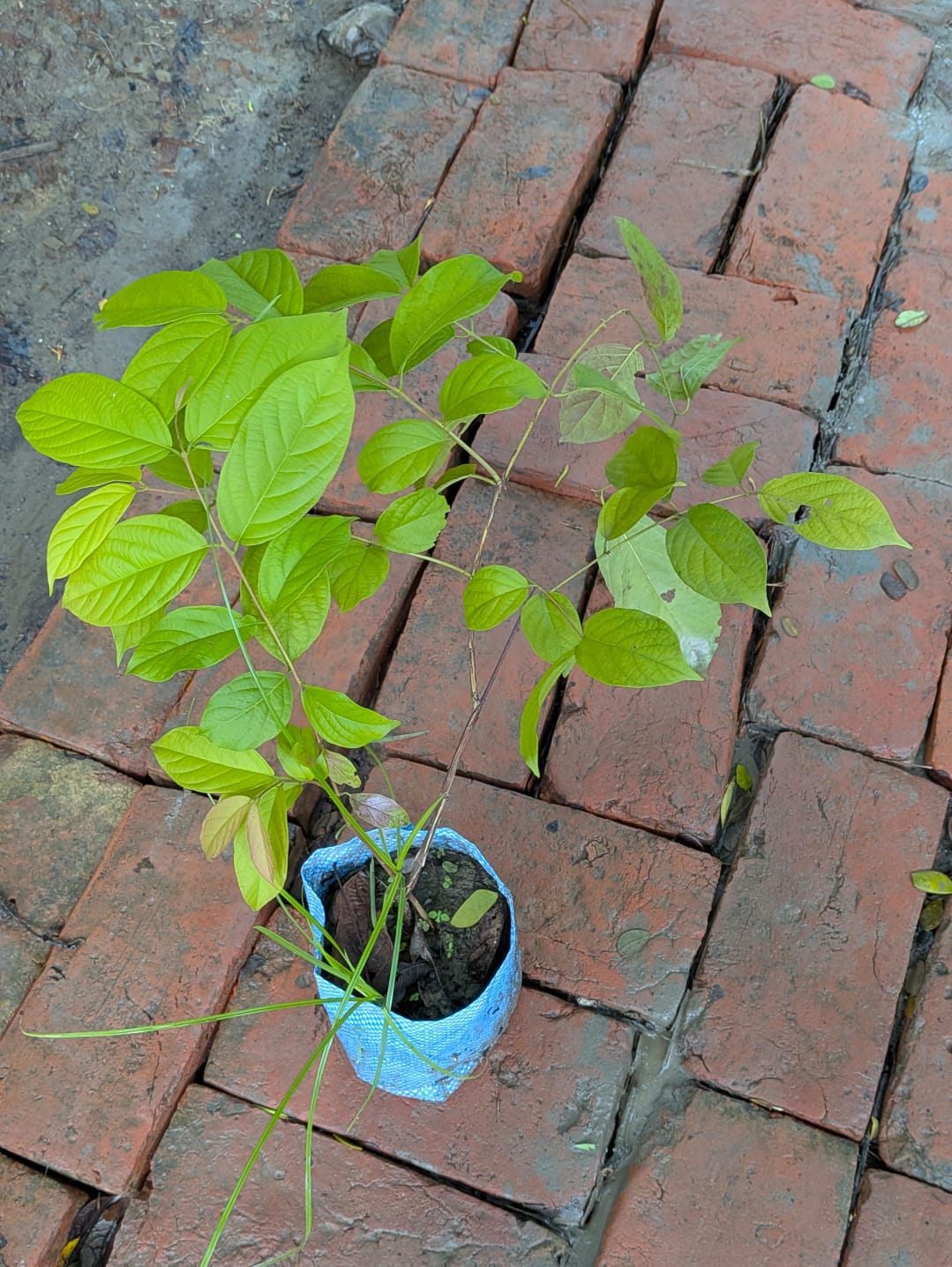 Madhumalti Double