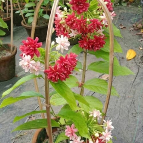 Madhumalti Double