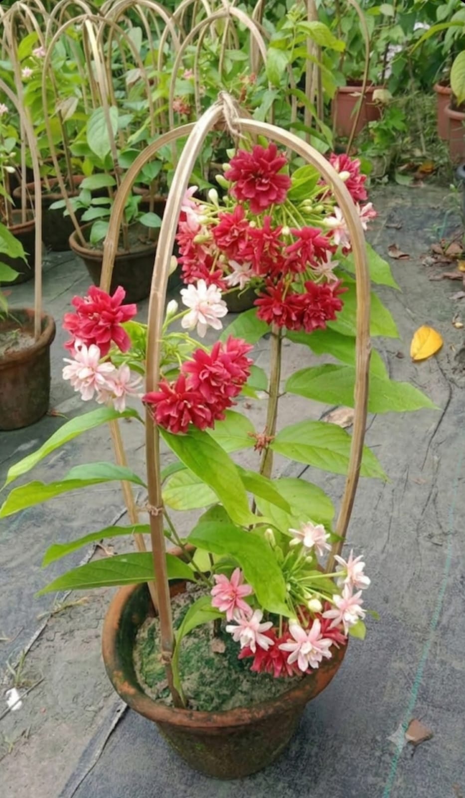 Madhumalti Double