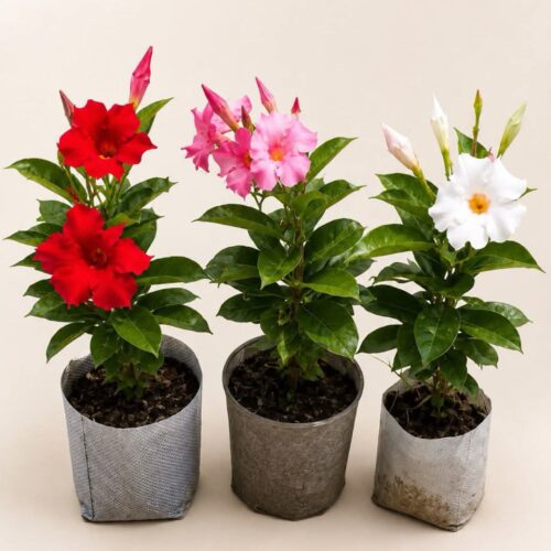 Mandevilla (Pack of 3)
