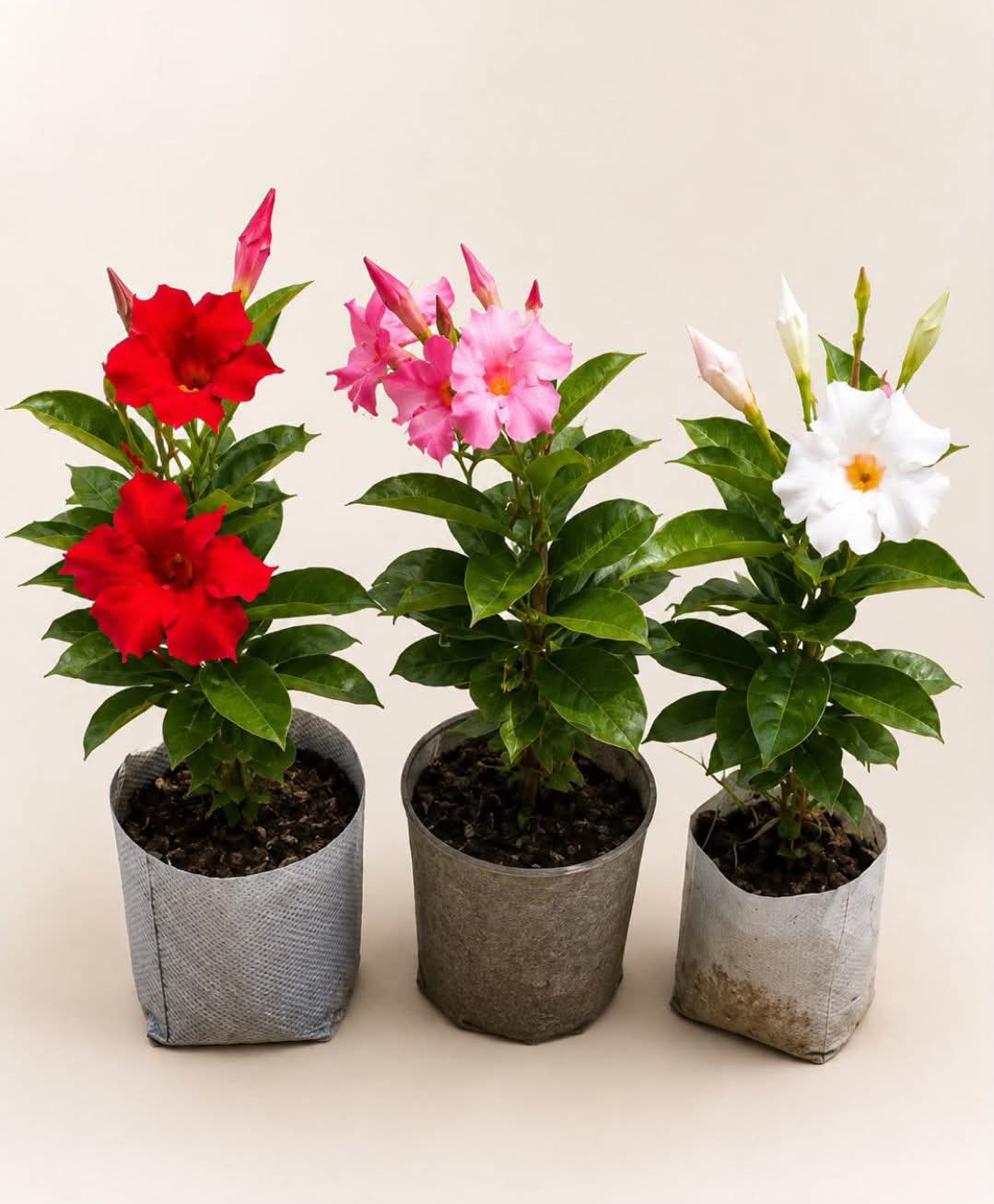 Mandevilla (Pack of 3)