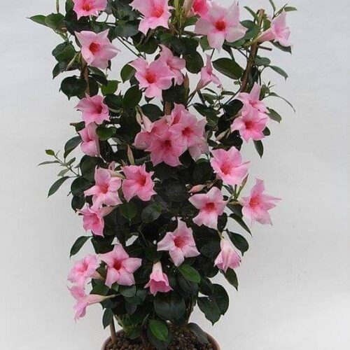 Mandevillea Pink