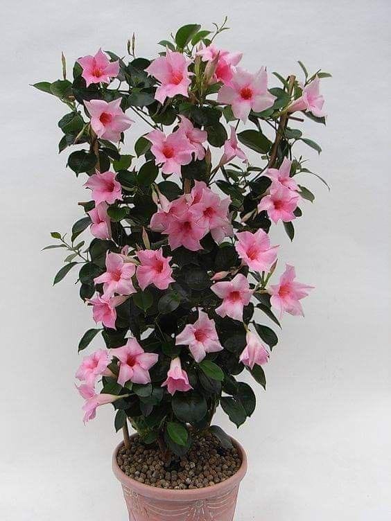 Mandevillea Pink