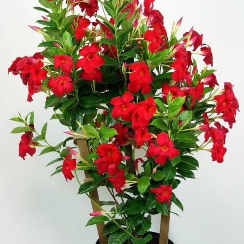 Mandevillea Red
