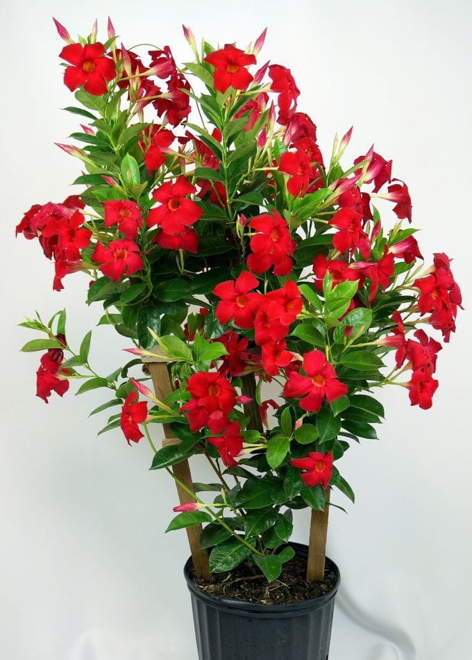 Mandevillea Red