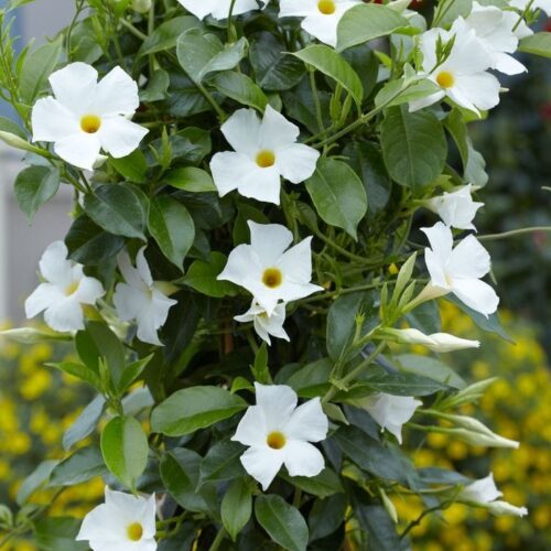 Mandevillea White