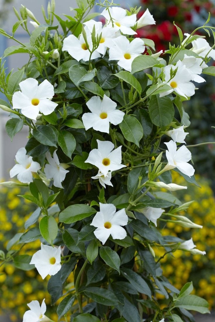 Mandevillea White