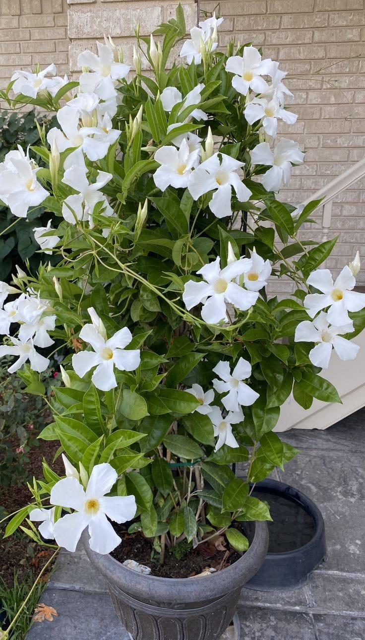 Mandevillea White