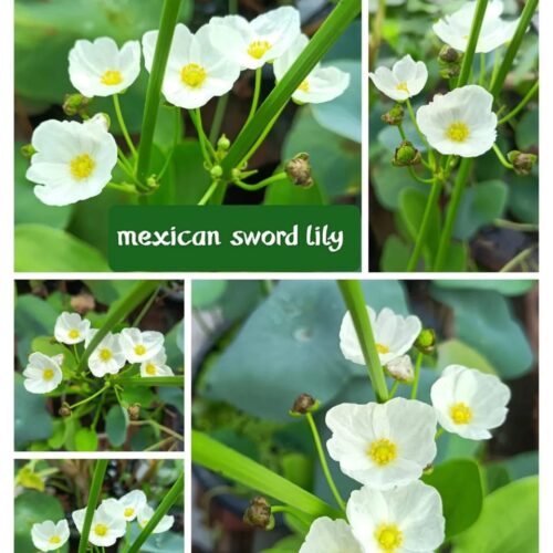 Mexican Sword Lily