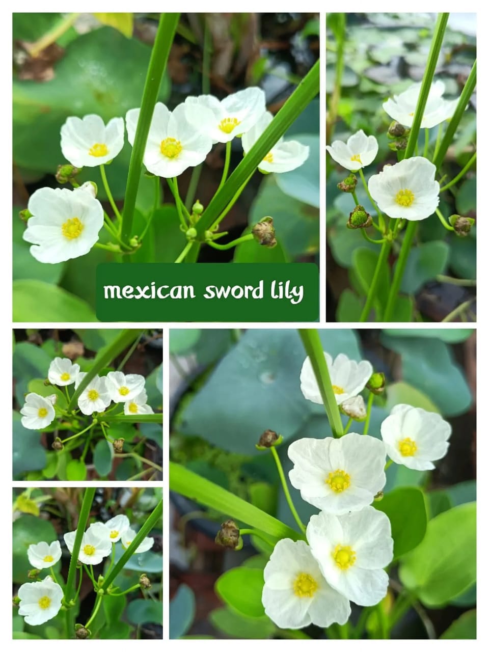 Mexican Sword Lily