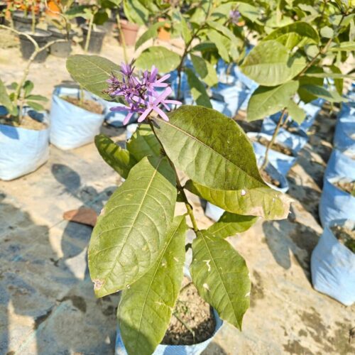 Petrea Purple