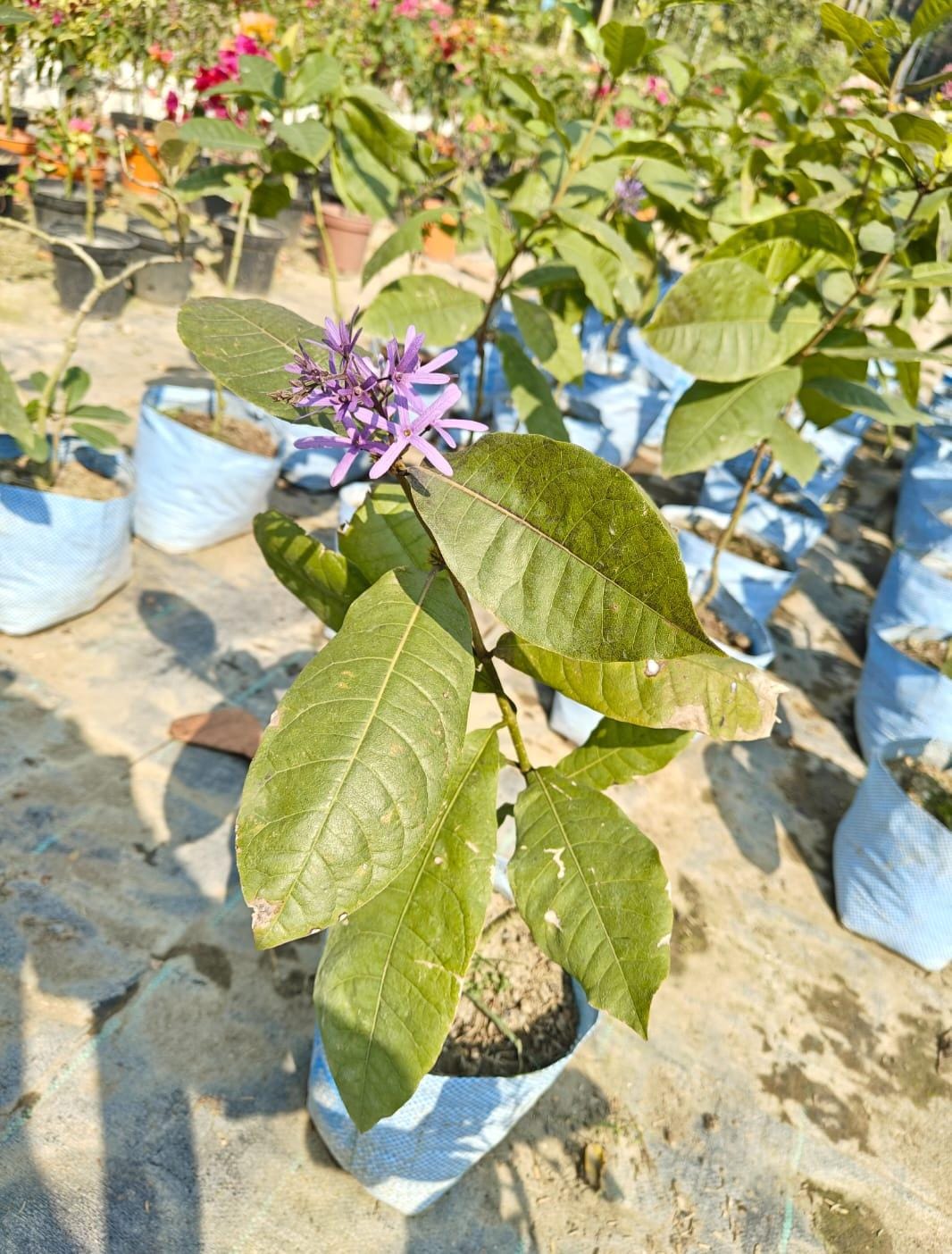 Petrea Purple