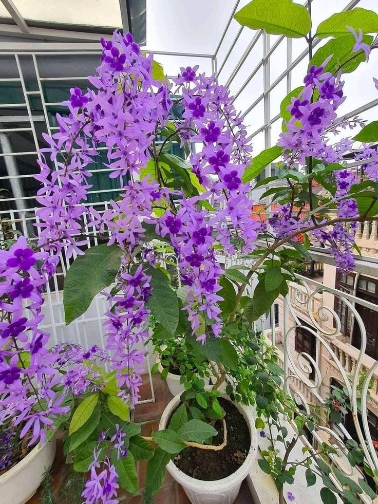 Petrea Purple