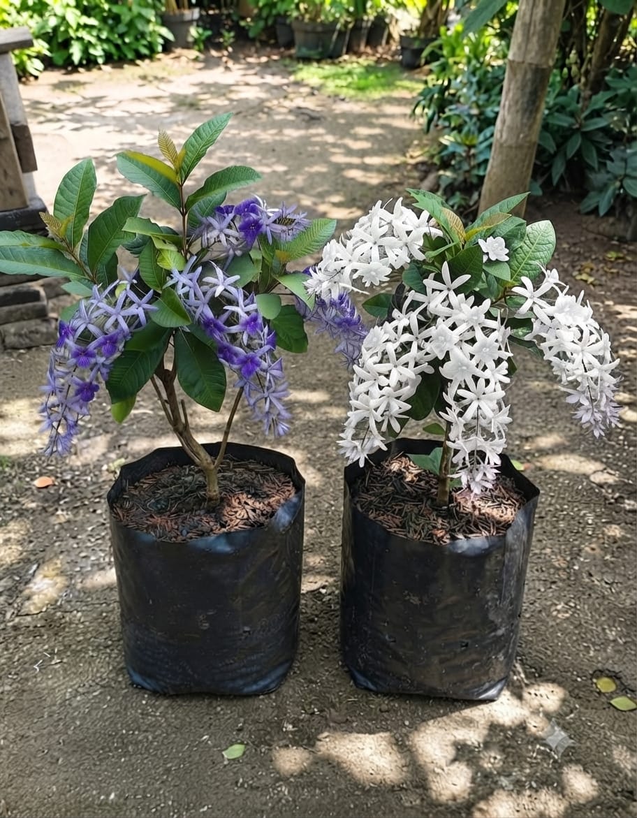 Petrea Purple