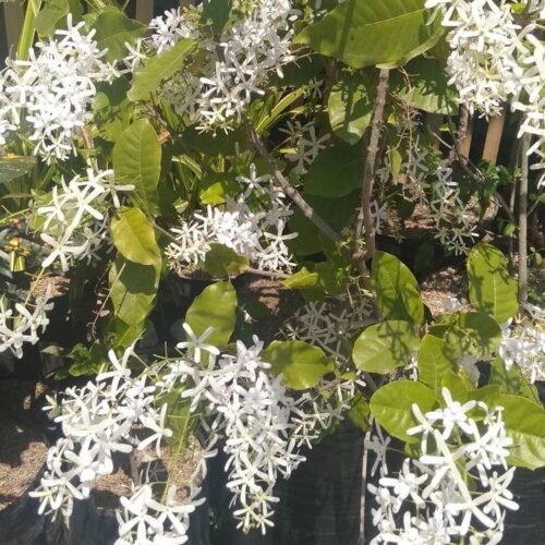 Petrea White