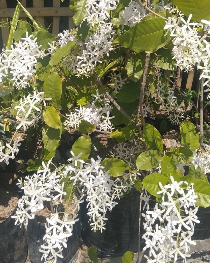 Petrea White
