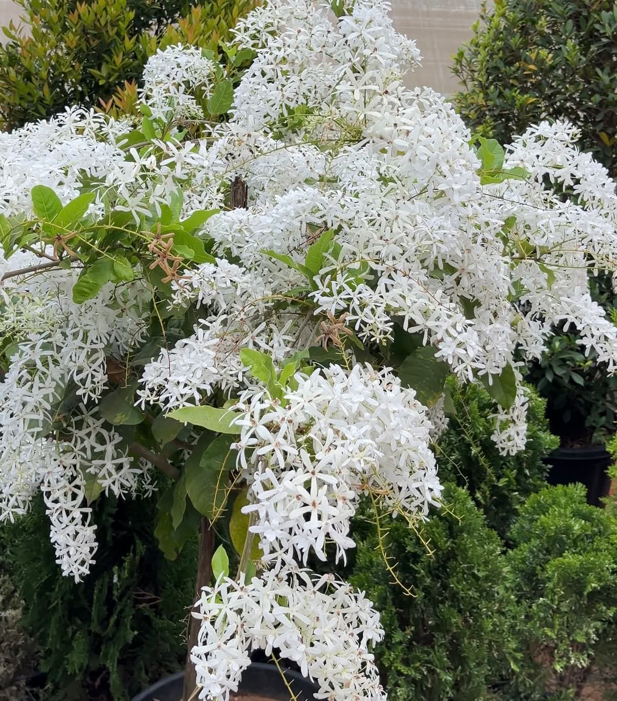 Petrea White