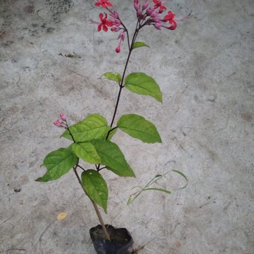 Red Bleeding Heart