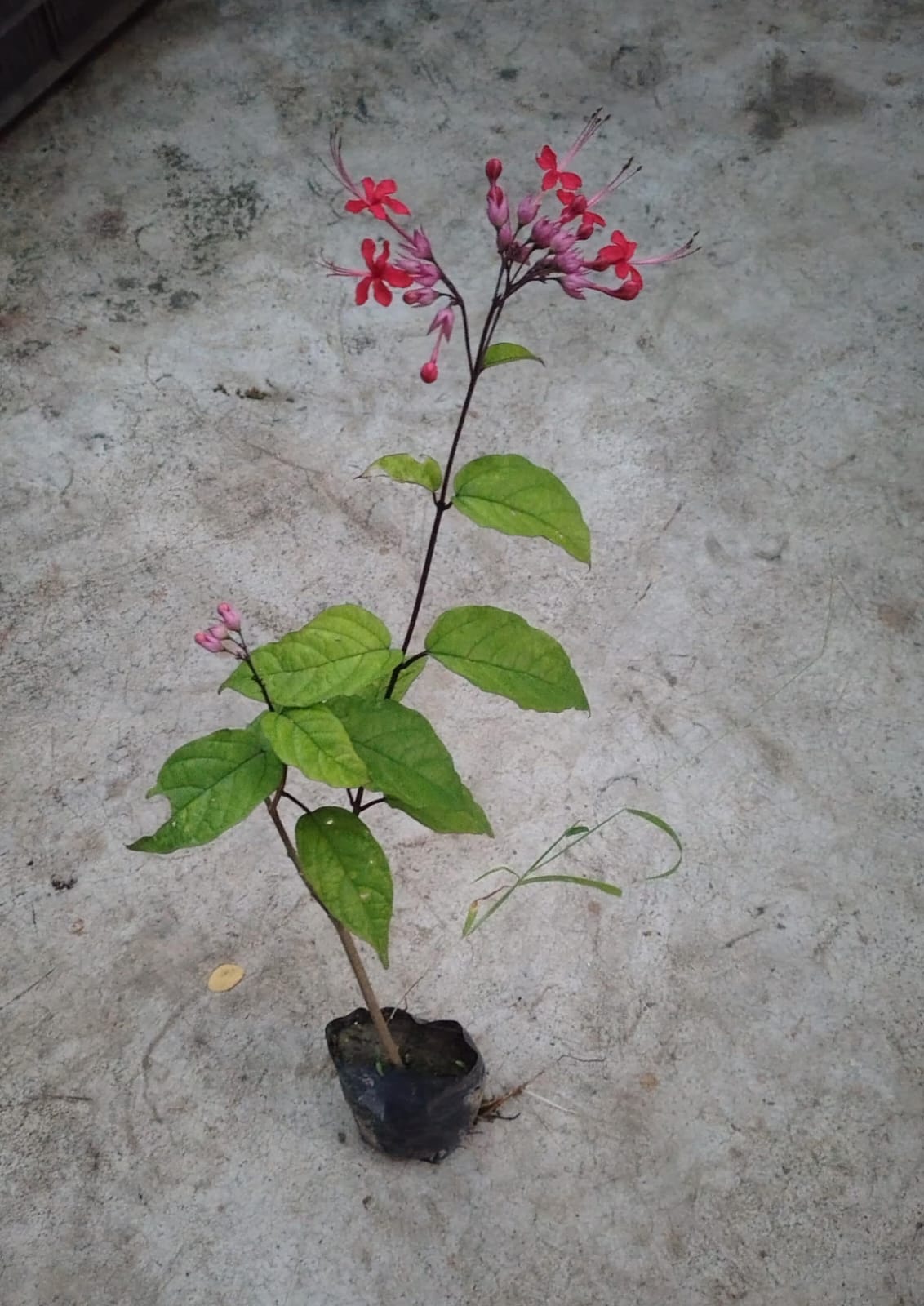 Red Bleeding Heart