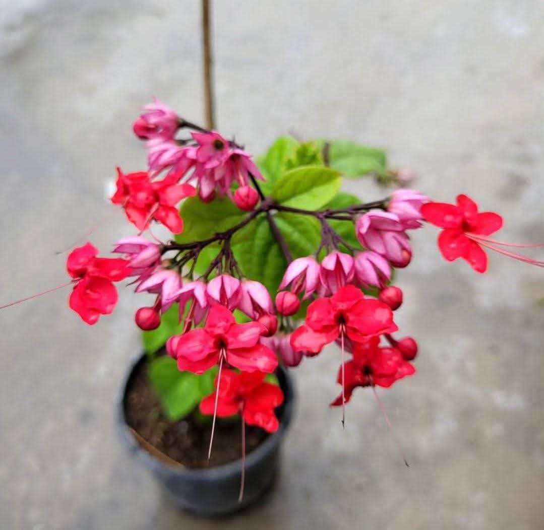 Red Bleeding Heart