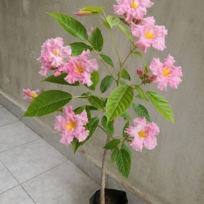 Flowering Trees