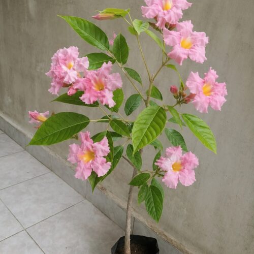 Tabebuia Rosea
