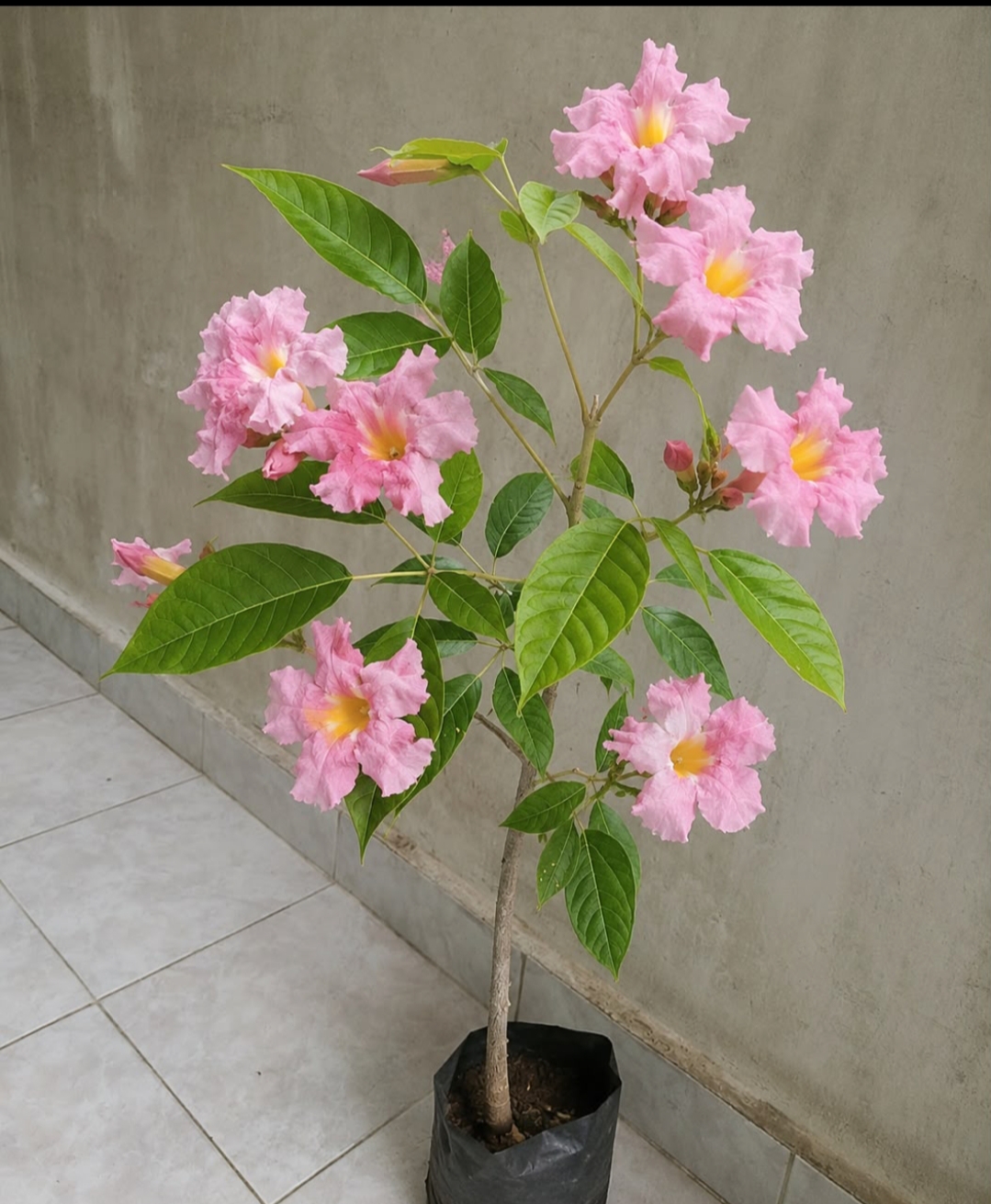Tabebuia Rosea