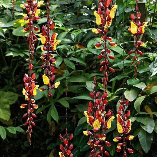 Thunbergia Mysorensis