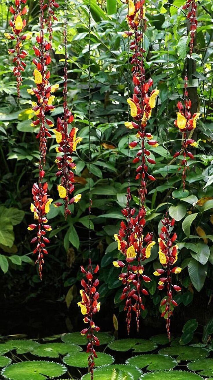 Thunbergia Mysorensis