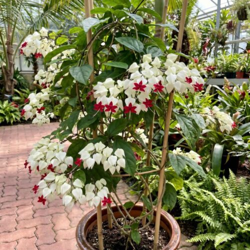 White Bleeding Heart