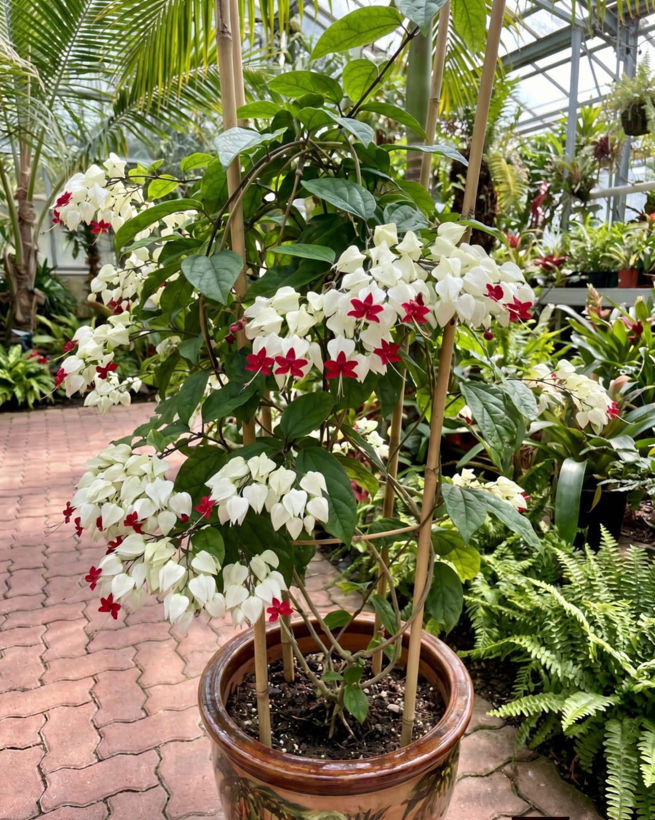 White Bleeding Heart