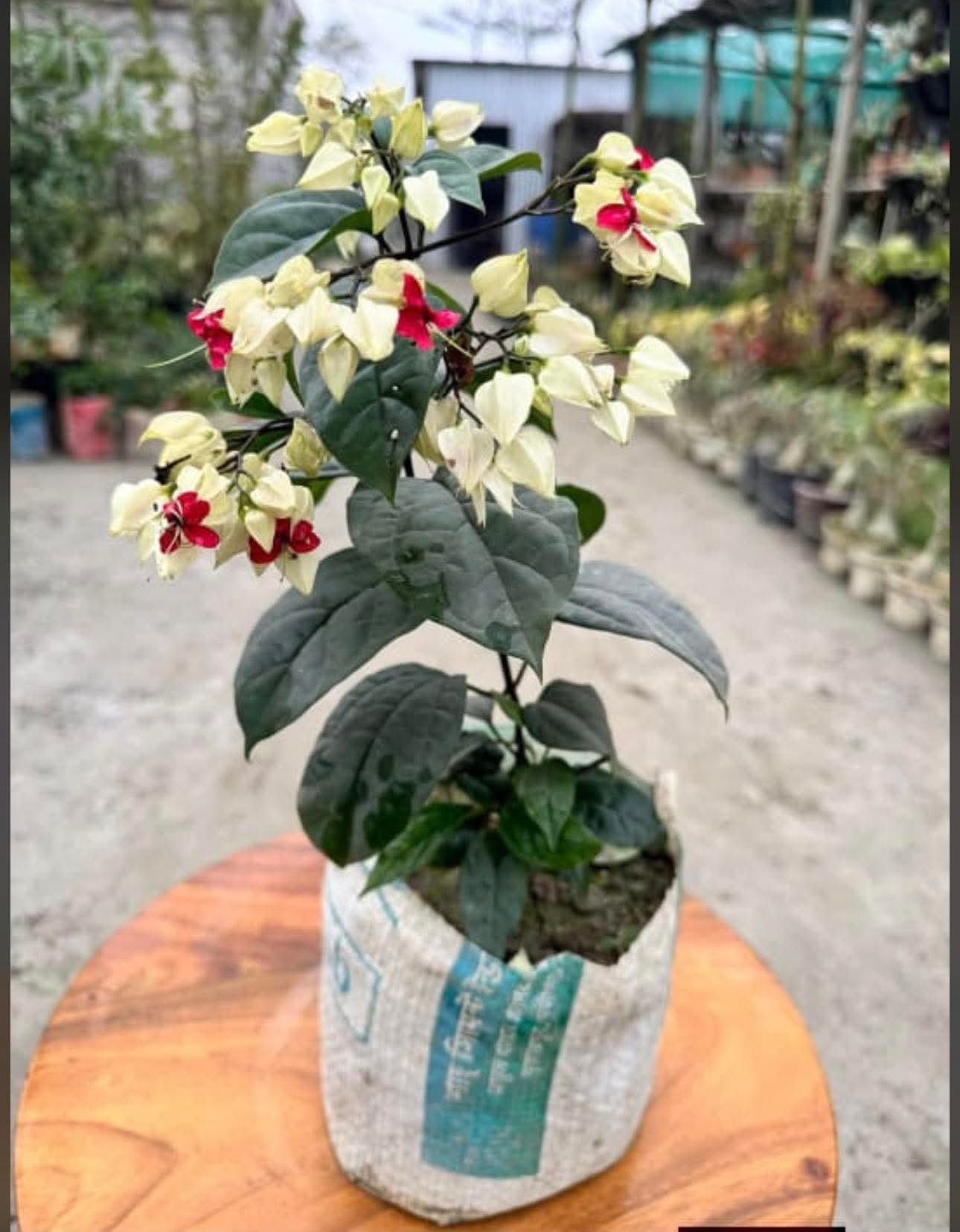 White Bleeding Heart