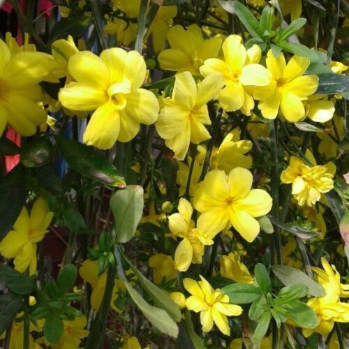 Yellow Jasmine